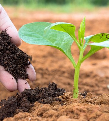 Full of beneficial microorganisms